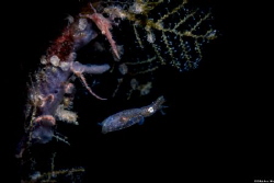 Blocking
Location :Lembeh Indonesias
Canon 5dsr
Canon ... by Yung Sen Wu 
